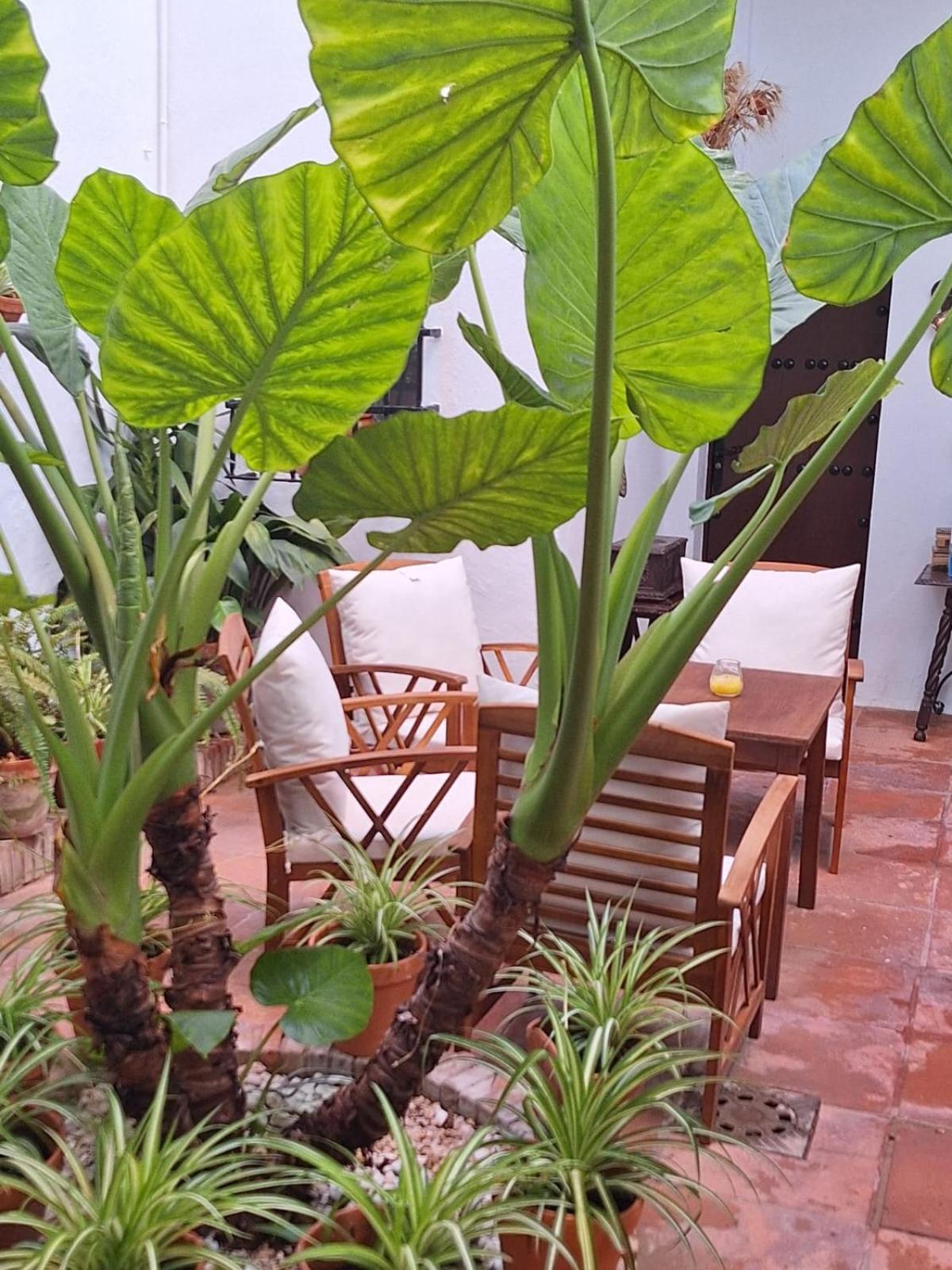 Hostal Gran Capitan شيبيونا المظهر الخارجي الصورة